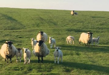 16Anderson Blackface with Aberfield cross lambs 1.jpg