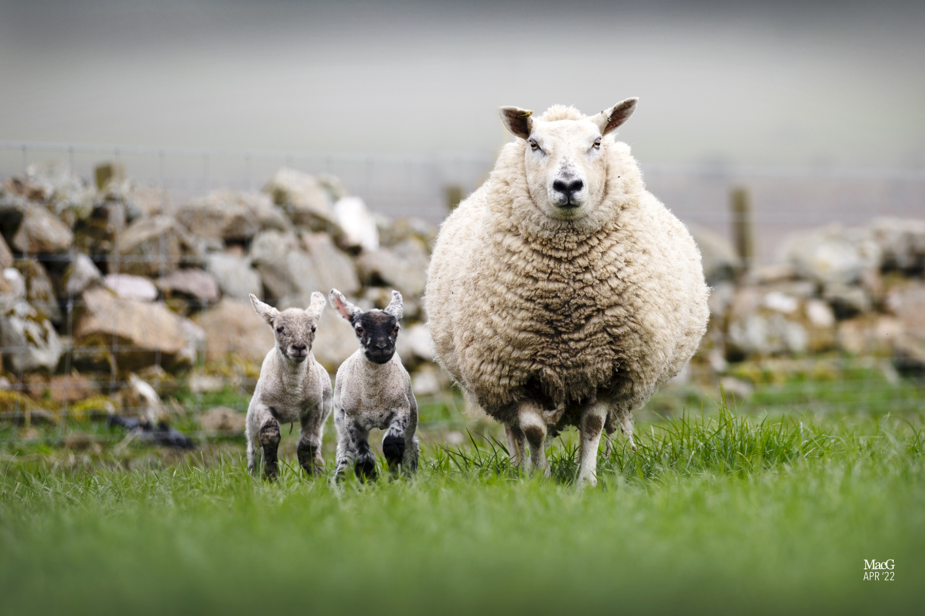 Aberfield cross ewe with Primera sired lambs at foot