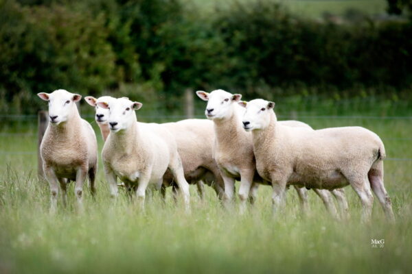 Highlander Sheep | Quality Innovis Sheep Sales UK