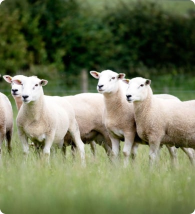 Breeding Sheep, Innovis, Innovative Breeding Sheep