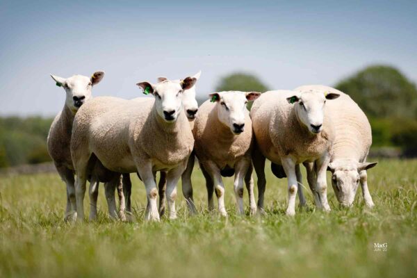 Innovis Sheep - Leading UK Sheep Breeding Services & Sales