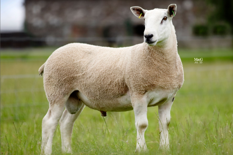 The Carlisle ram sale featuring rare breeds of sheep