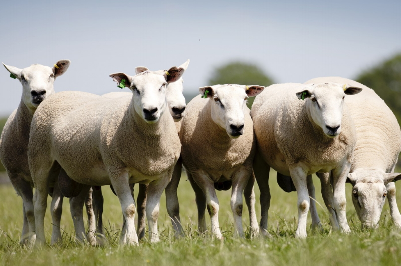 Terminal sheep bred for sheep sales UK